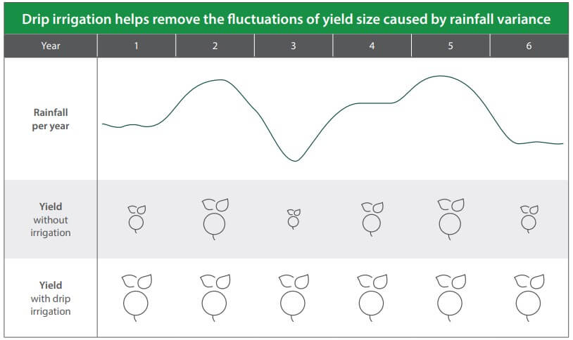 Drip irrigation helps remove the fluctuations of yield size caused by rainfall variance