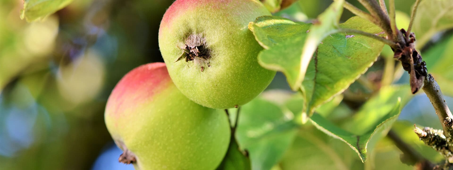 https://www.rivulis.com/wp-content/uploads/2019/05/Apples_Pears.jpg