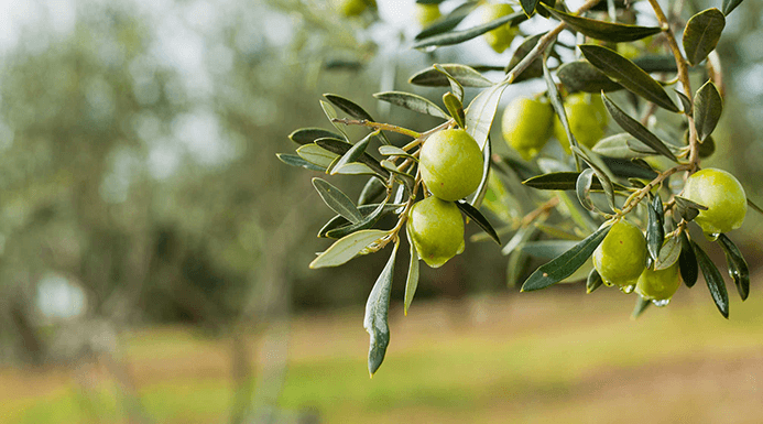 Olive Irrigation