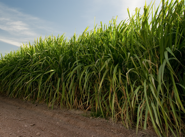 Sugar Cane Irrigation Solutions