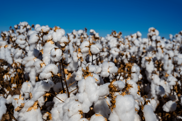 Increasing Total Irrigation System Efficiency, Cotton crop