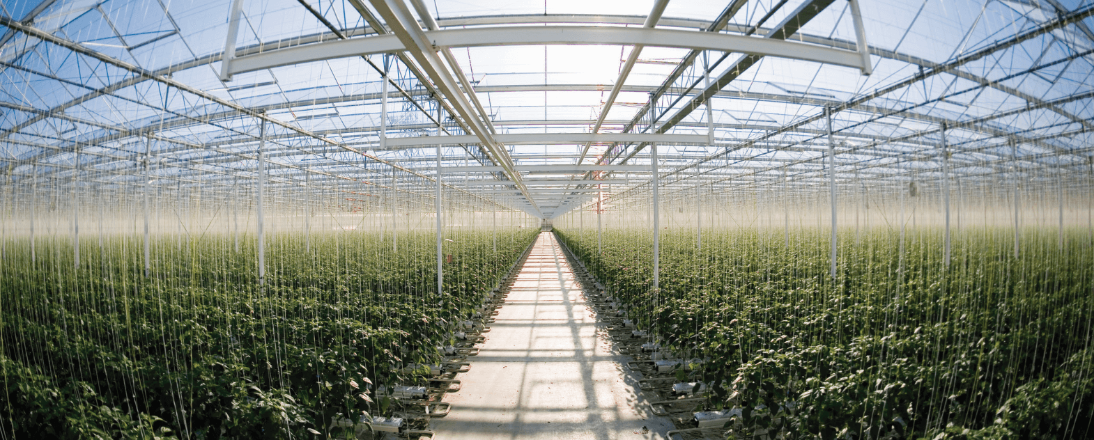 Greenhouse & Soilless Solutions – Reliable Solutions to Achieve Highest Quality Yield