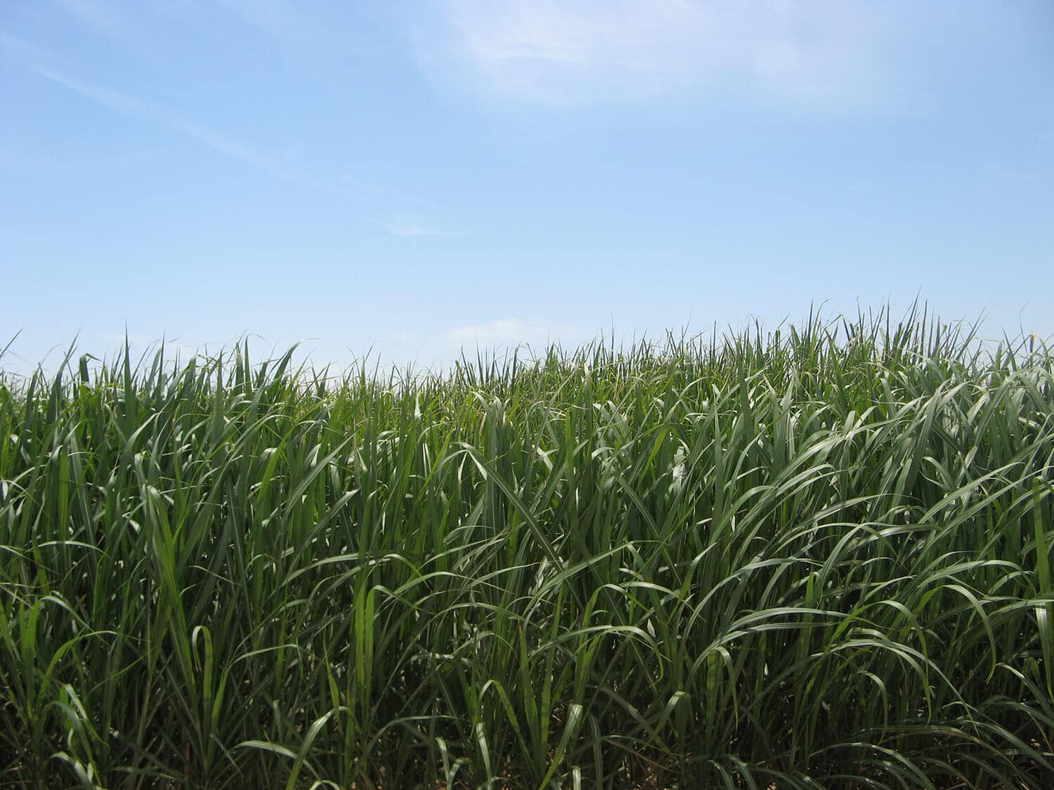 Proven Irrigation Solutions for Sugar Cane