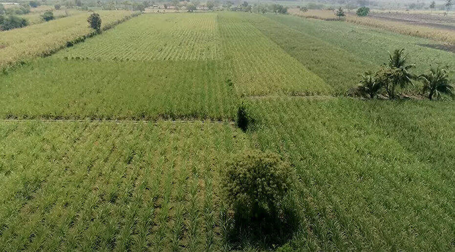 Automated Community Drip Irrigation Project for Sugarcane in Navraswadi, Sangali, Maharashtra, India