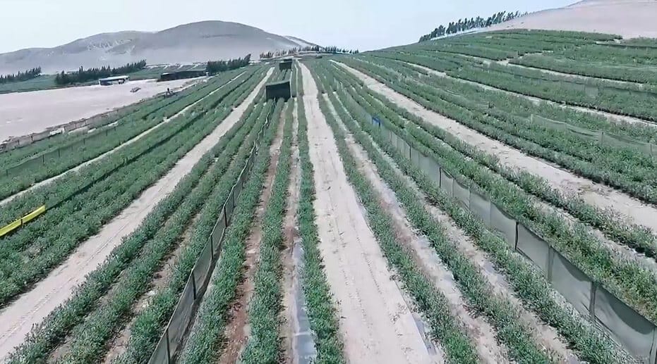 Blueberries Inka’s Berries, Peru Rivulis
