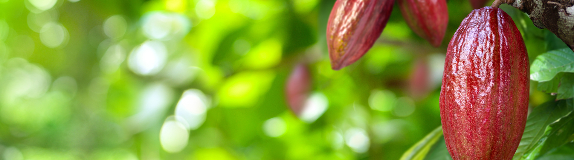 https://www.rivulis.com/wp-content/uploads/2025/08/Rivulis_Cacao_DesktopBanner.jpg