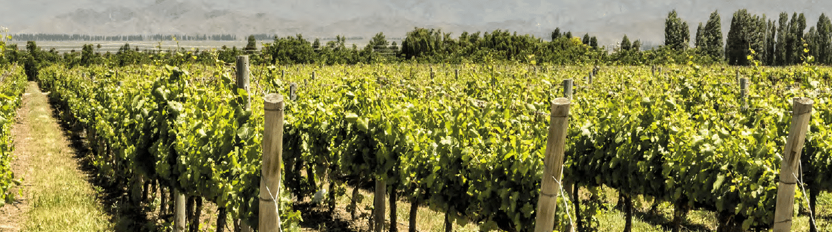 Our Journey of Impact: Rivulis 2024 Sustainability Report