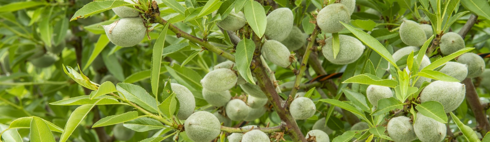 Rivulis Warns: “High Nighttime VPD” Could Be the Hidden Yield Thief in Almond Orchards