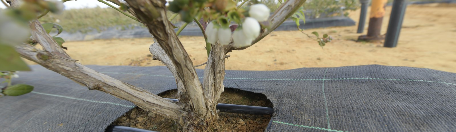Top 7 Irrigation Tips for Growing Better Soil-Grown Blueberries