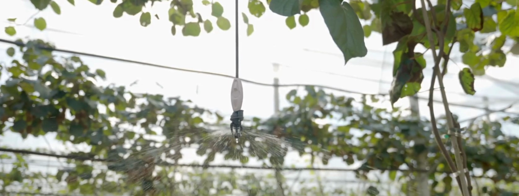 Protecting kiwi orchards from climate hazards with precision irrigation